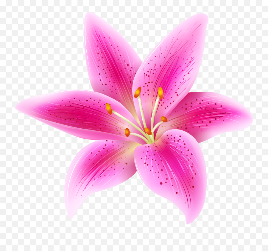 Pink Lily Graphic Transparent - Lily Flower Clipart Png,Lily Transparent Background