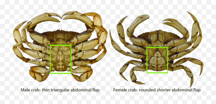 Hard And Soft Shell Crabs - Difference Between Girl And Boy Difference Between Female And Male Crabs Png,Crabs Png