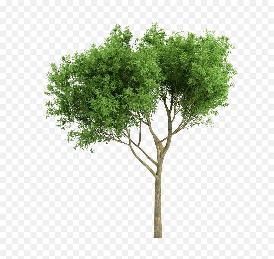 Photoshop Rendering - Tree Png Elevation,Tree Cutout Png