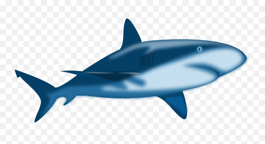 Shark Blue Danger - Free Vector Graphic On Pixabay Omnivore Definition Biology Example Png,Jaws Png