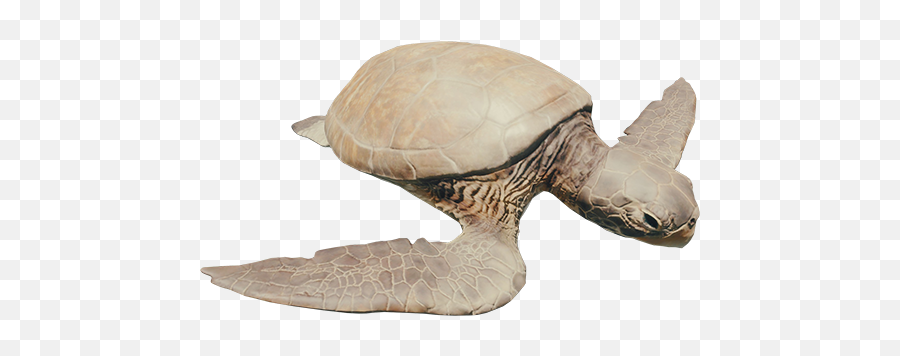Sea Turtle - Forest Turtle Png,Sea Turtle Png