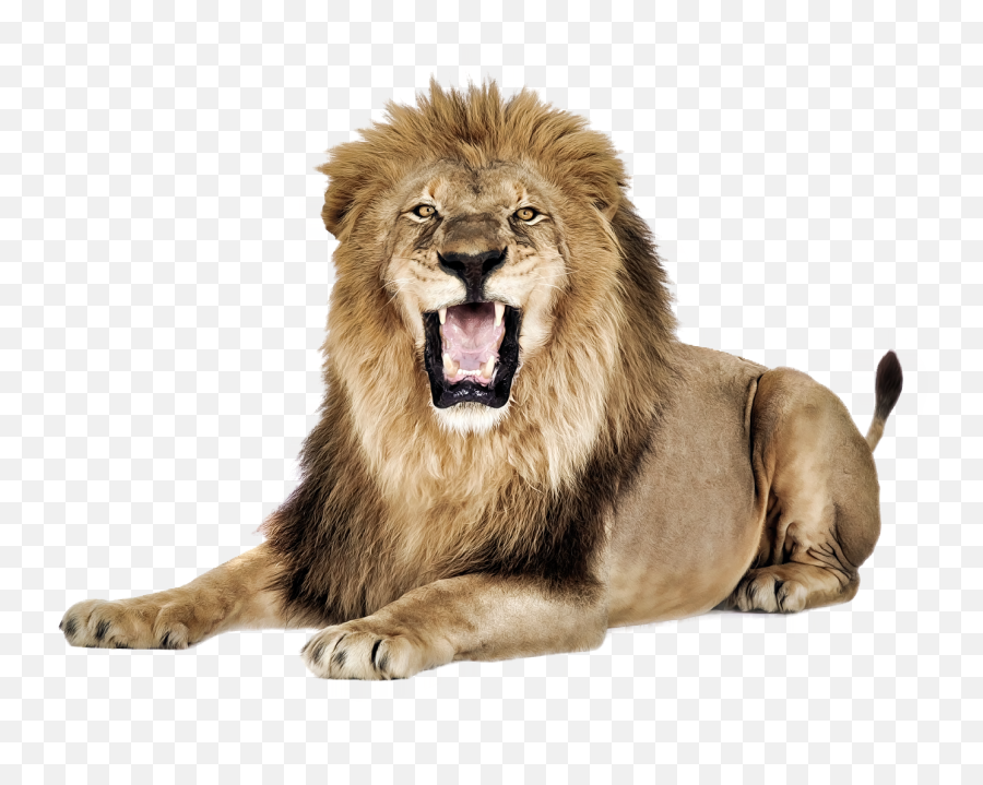 Lioness Roar Png Pic - Roaring Lion Transparent Background,Png Image