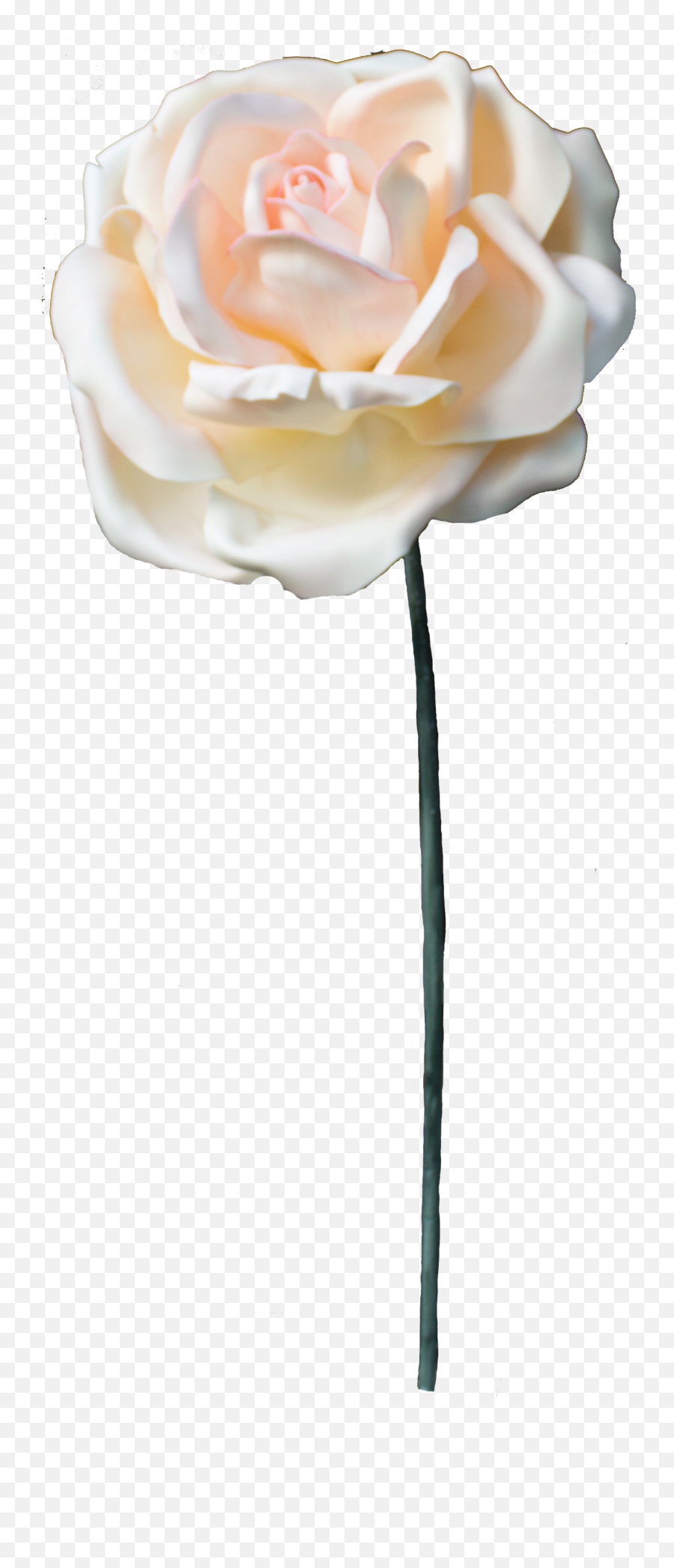 Pearl Rose Png U2013 Installations For Displays And Store Windows - Garden Roses,Roses Png