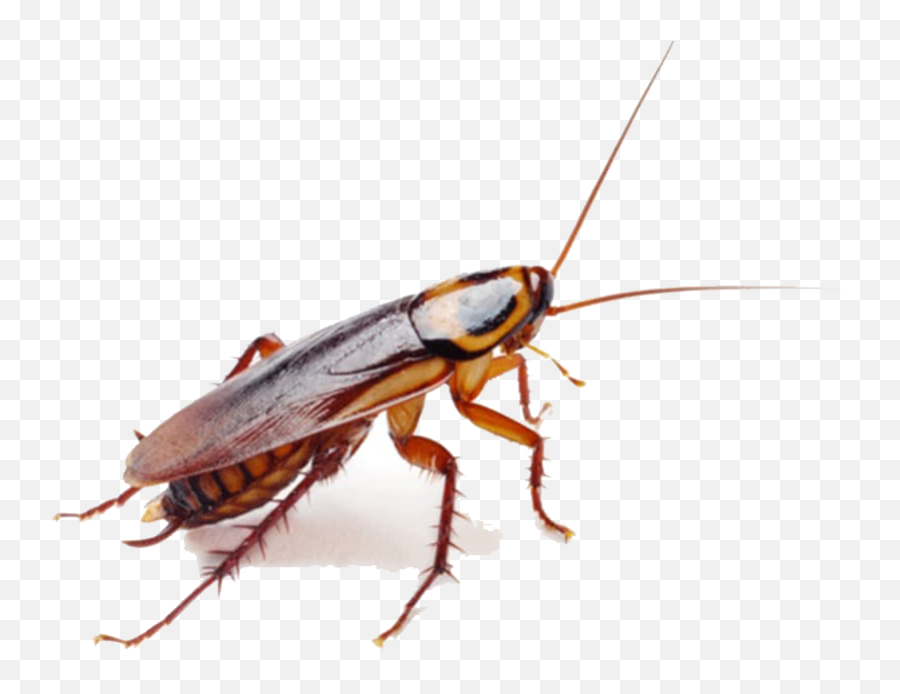 Roaches Png Download Image - Roaches Bugs,Cockroach Png
