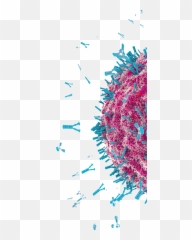 Hifibio - Dot Png,Antibody Png