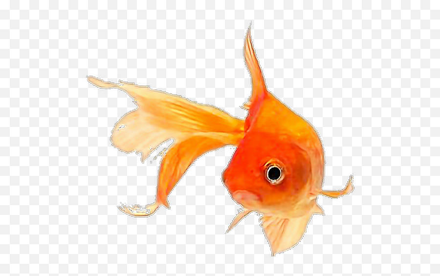 Fish Goldfish - Sticker By Pennyann Gold Fish Png,Goldfish Transparent