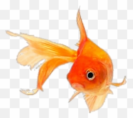 Fish Goldfish - Sticker By Pennyann Gold Fish Png,Goldfish Transparent