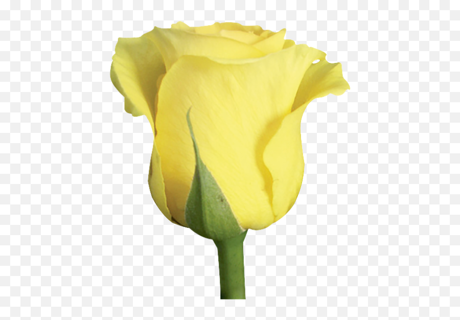Yellow Roses Png - Rose,Yellow Roses Png