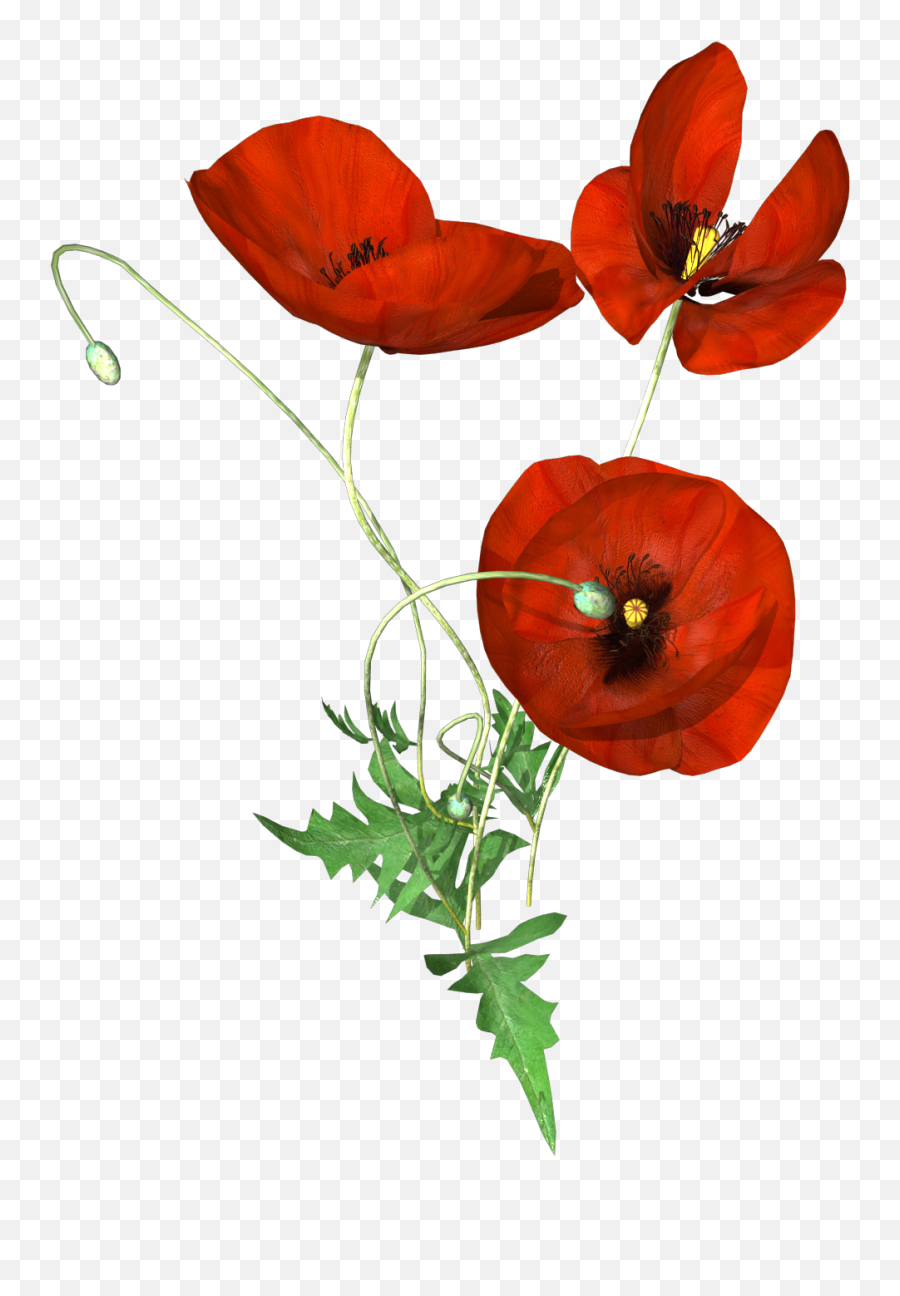 Download Hand Painted Three Poppies Png Transparent - Corn Poppy,Poppies Png