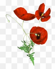 Download Hand Painted Three Poppies Png Transparent - Corn Poppy,Poppies Png