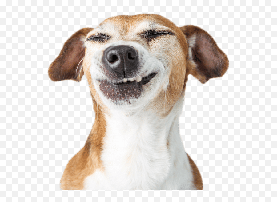 Funny Dog Photo White - Funny Dog White Background Png,Funny Dog Png
