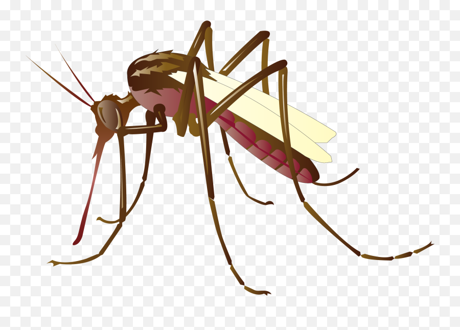 Mosquito Clip Art Png Transparent - Mosquito Clipart Png,Mosquito Transparent