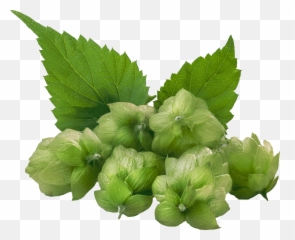 Hops 4550 Dark - Hops Png,Hops Png