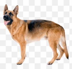 German Shepherd Temperament Lifespan Grooming Training - Dog Vest For png