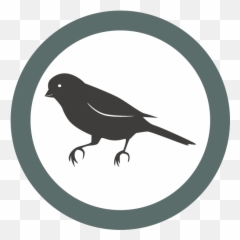 The University Of Leeds Take Action Petaorguk People - Old World Flycatchers png