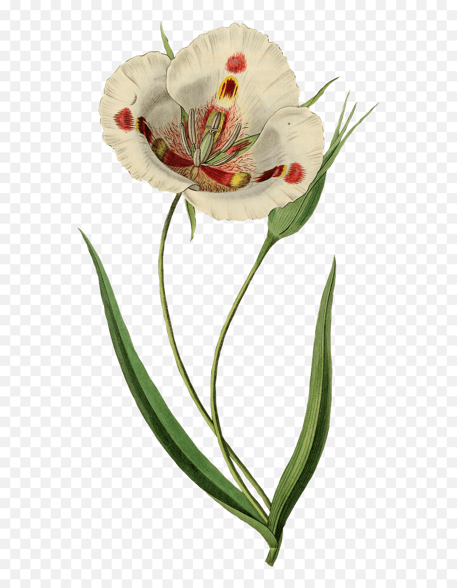 White Tulip Drawing Transparent Png - Vintage Tulip Flower,Tulip Transparent