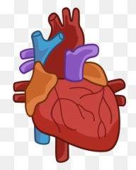 Human Heart Clipart Free Download Transparent Png Creazilla - Clipart Transparent Background Heart Cartoon Png