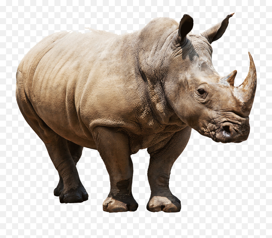 Download Free Png Rhino - Rhinoceros Meaning In Hindi,Rhino Png