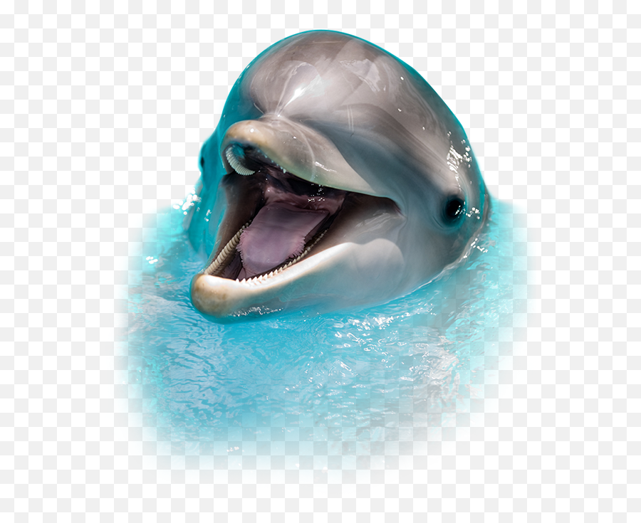 Dolphin Fish Clipart Free Download - Dolphin Png,Dolphin Clipart Png