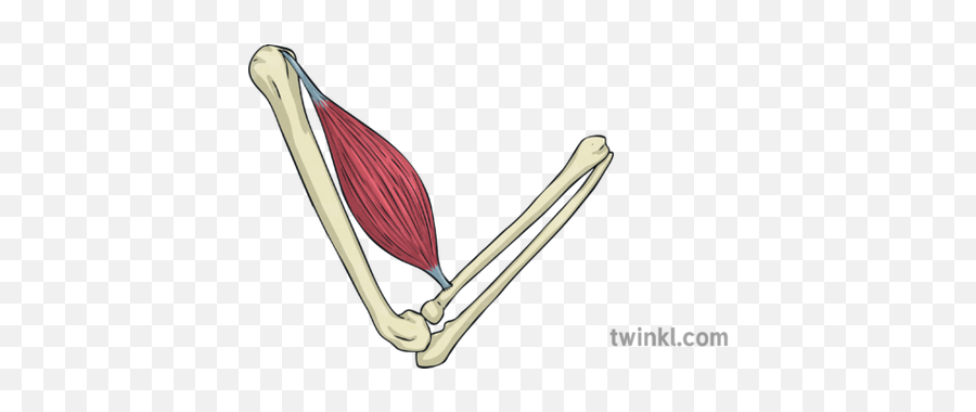 Contracted Muscle Arm Bone Skeleton Movement Anatomy Bicep - Illustration Png,Muscle Arm Png