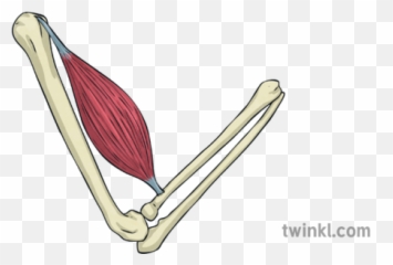 Contracted Muscle Arm Bone Skeleton Movement Anatomy Bicep - Illustration png