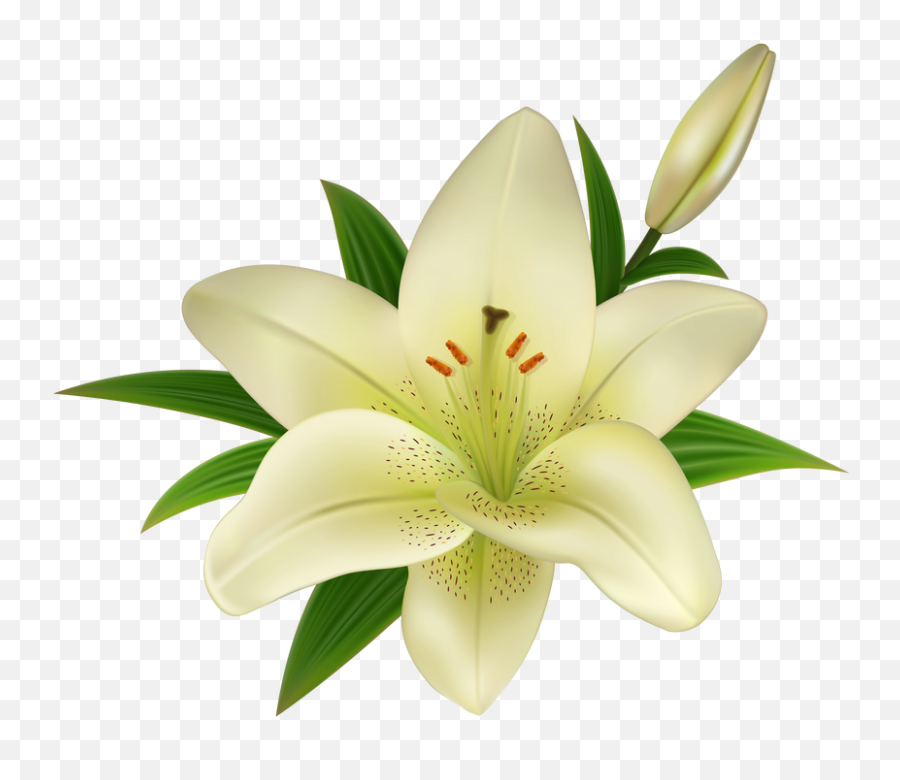 Download Free Png White Lily Flower - Lily Flower Transparent Background,Lily Transparent Background