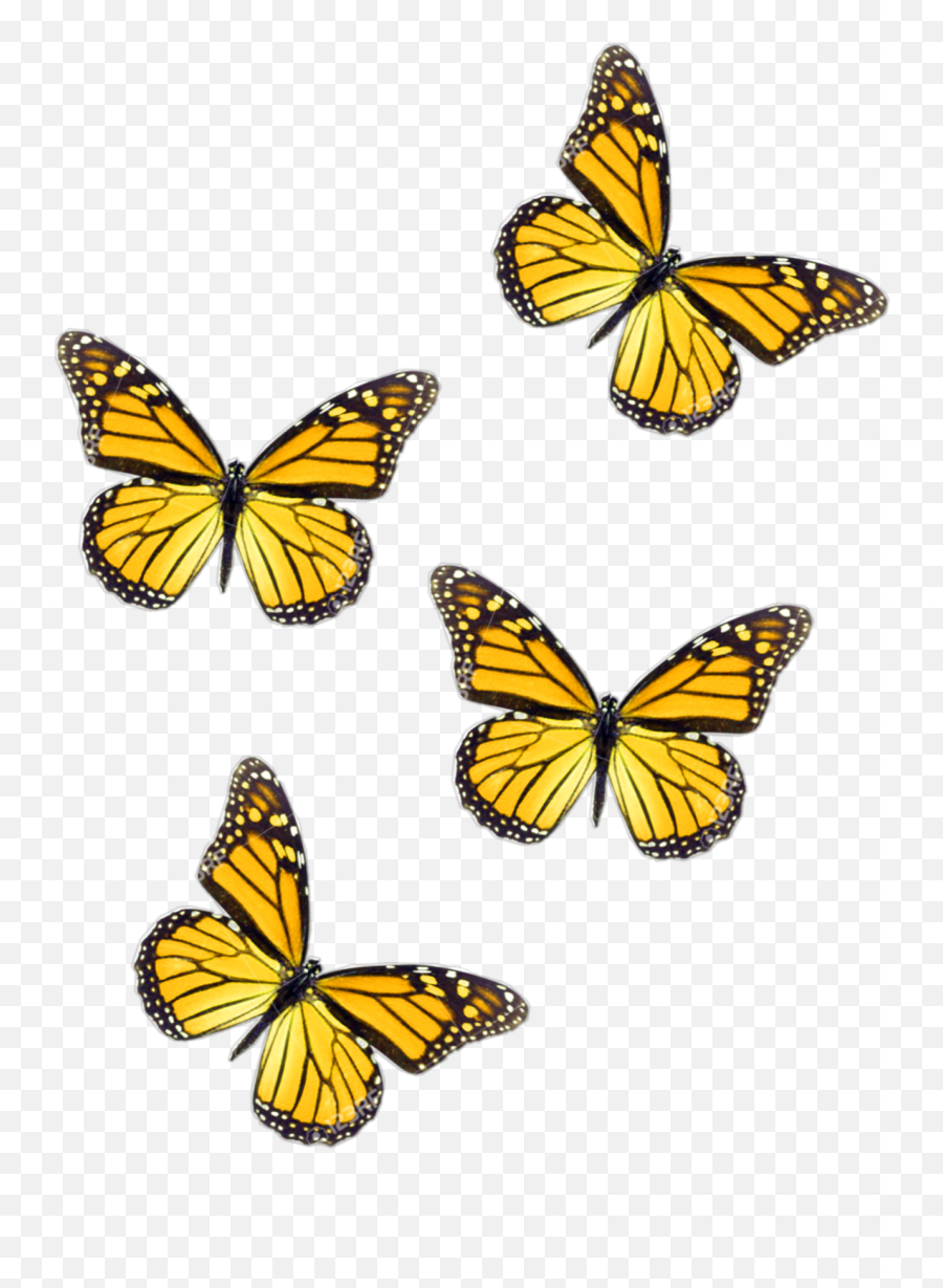 Freetoedit Butterflies Yellow Butterfly - Yellow Butterfly Aesthetic Png,Yellow Butterfly Png