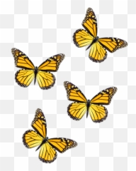 Freetoedit Butterflies Yellow Butterfly - Yellow Butterfly Aesthetic Png,Yellow Butterfly Png