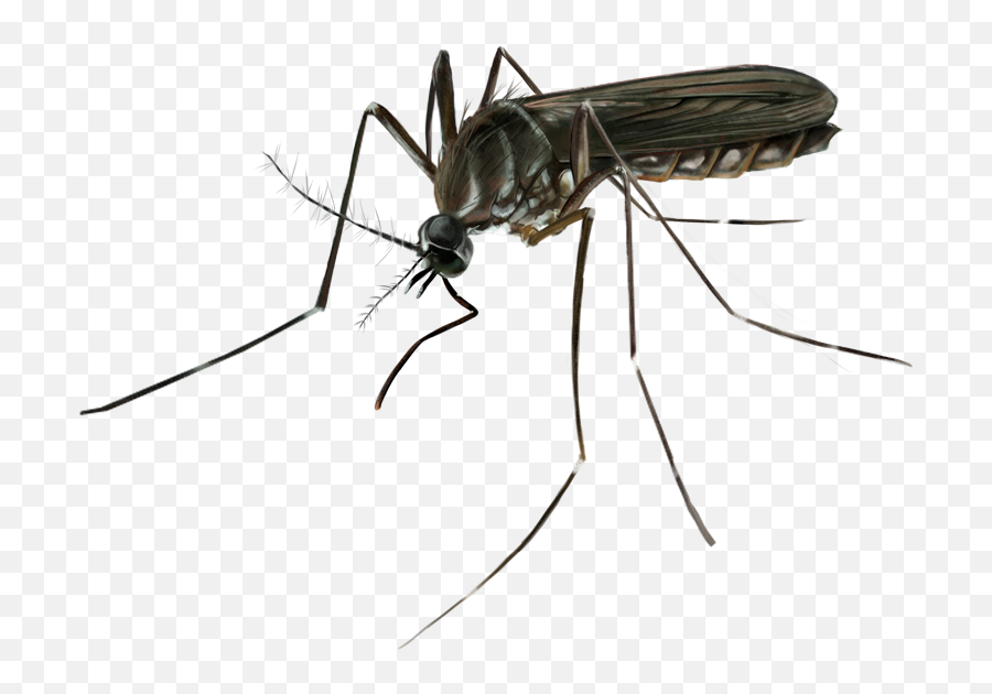 Download Thank You - Mosquito Full Size Png Image Pngkit Mosquito,Mosquito Transparent Background
