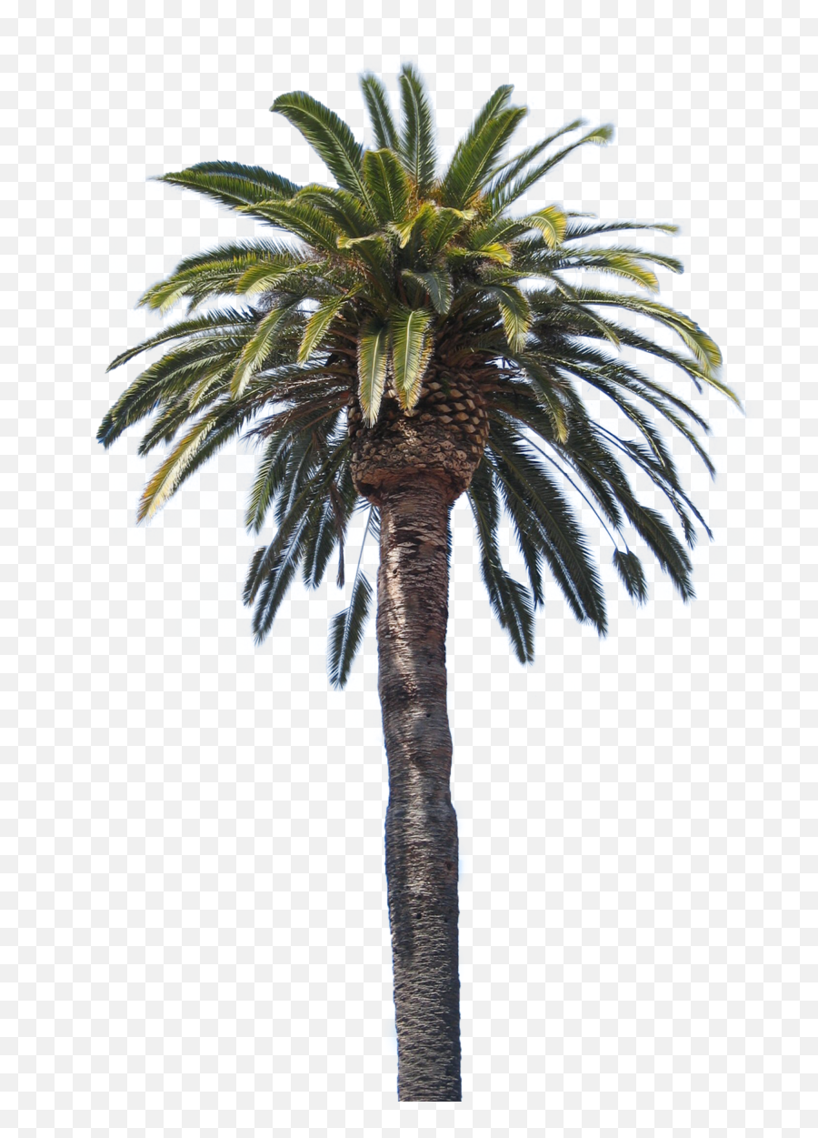 Palmeira Pngs Free Files In - Danganronpa Palm Tree Hair,Palms Png