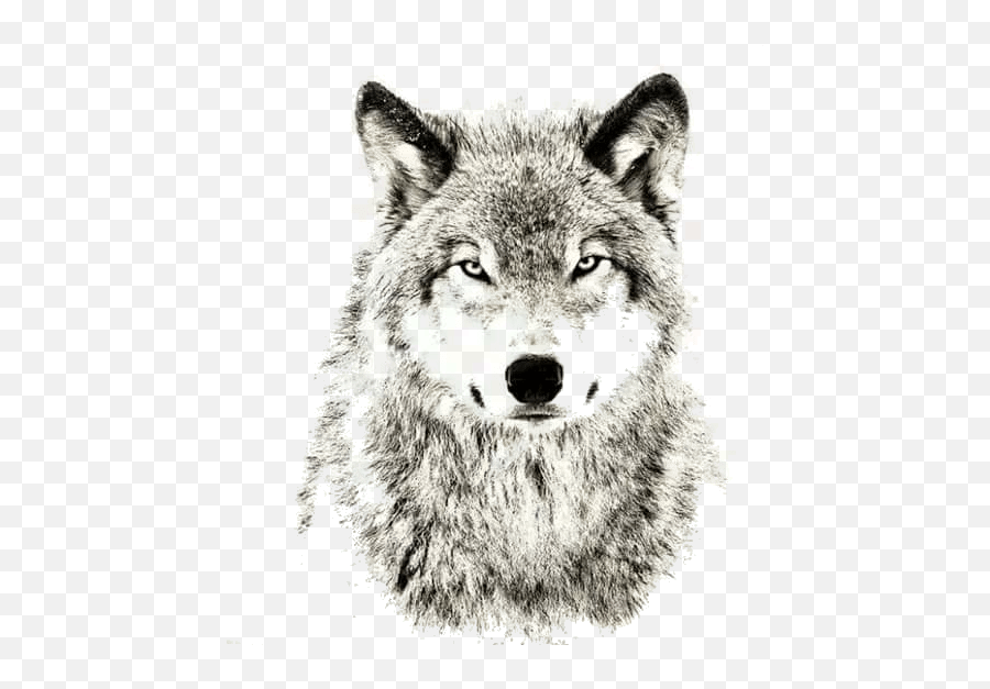 Download - Wolves Don T Lose Sleep Over The Opinion Of Sheep Png,Wolf Head Png