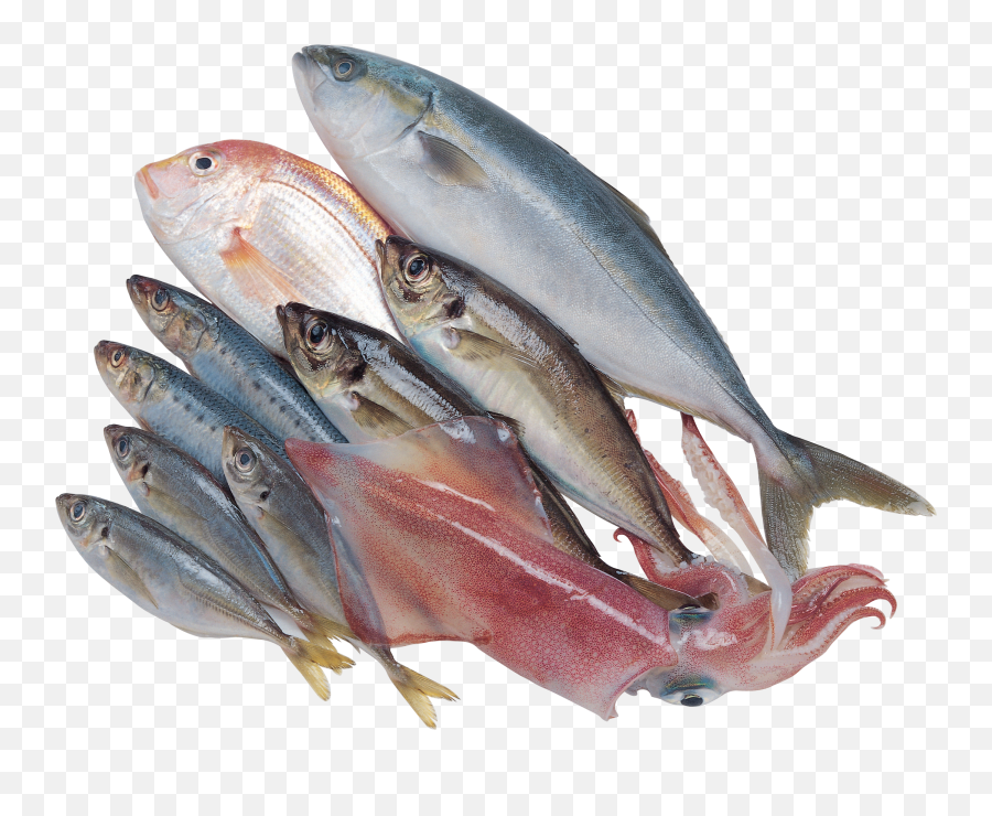 Fish Png - Fresh Fish Png,Fishes Png