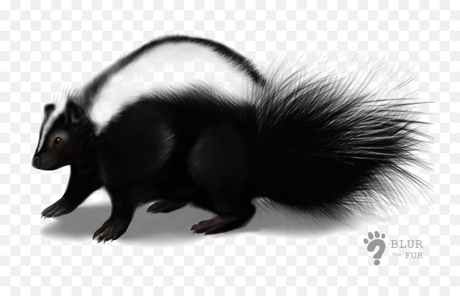 Download Skunk Transparent Image - Skunk Png,Skunk Transparent