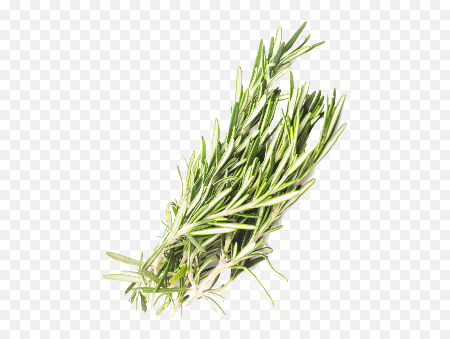 Rosemary Png - Dry Rosemary Png Transparent,Rosemary Png