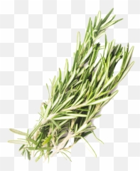 Rosemary Png - Dry Rosemary Png Transparent,Rosemary Png