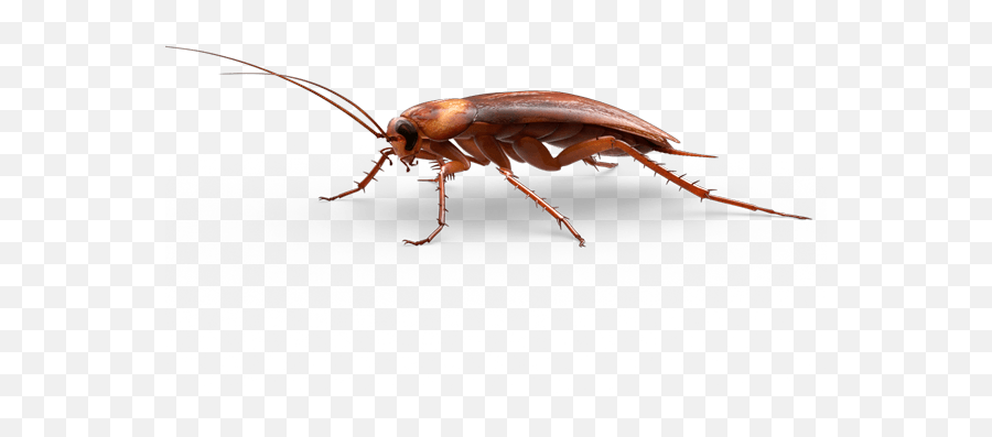 Roach Png Images Free Download - Transparent Background Cockroach Clipart,Cockroach Png