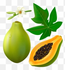Papaya Fruits With Leaf And Flower - Clip Art Papaya Flower Png,Papaya Png