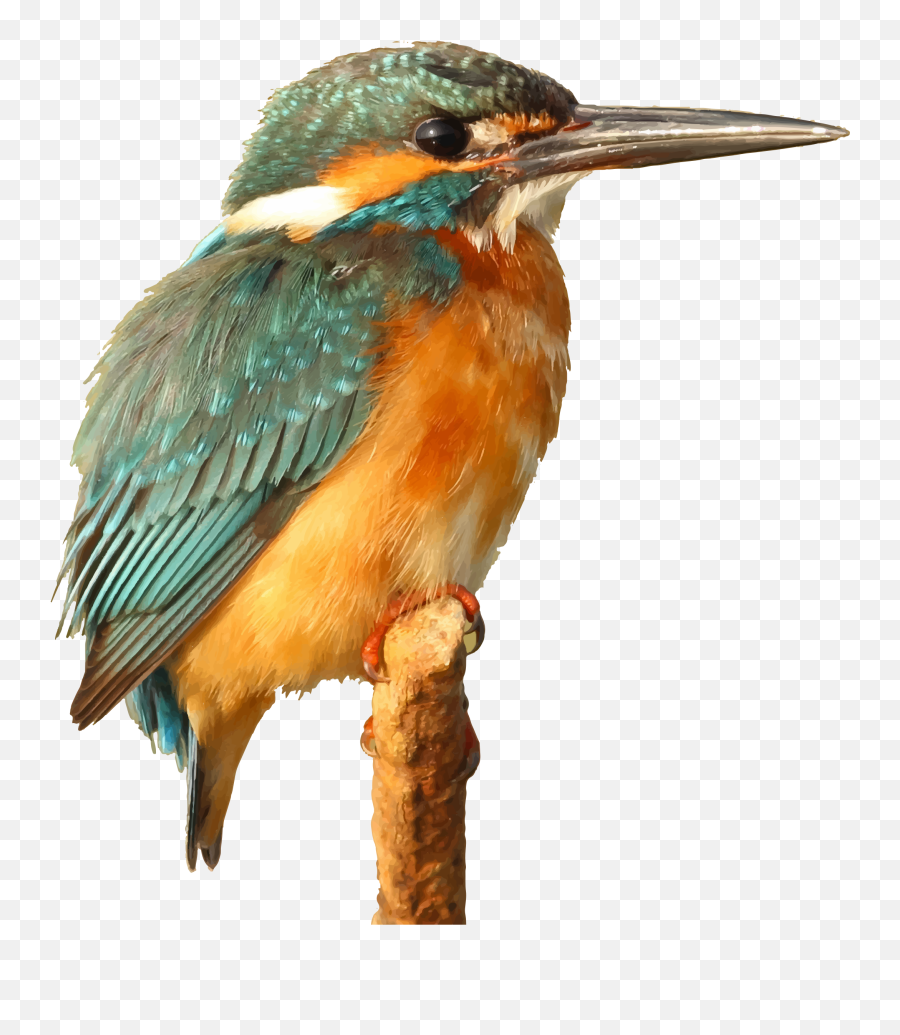 Big Bird Png - Kingfisher Png,Big Bird Png