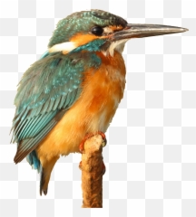 Big Bird Png - Kingfisher
