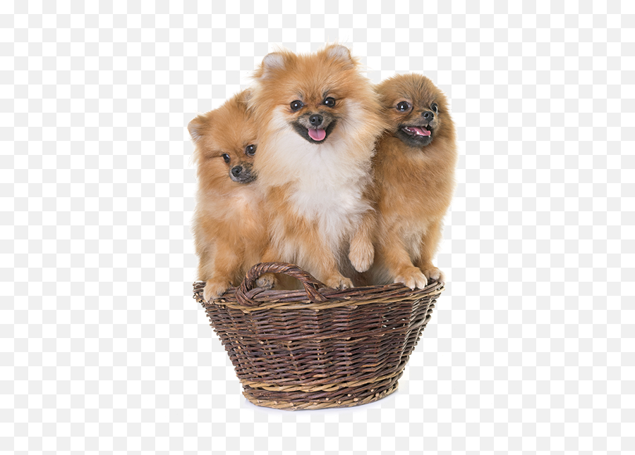 About Us - Florida Pom Com Northern Breed Group Png,Pomeranian Png