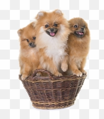 About Us - Florida Pom Com Northern Breed Group Png,Pomeranian Png