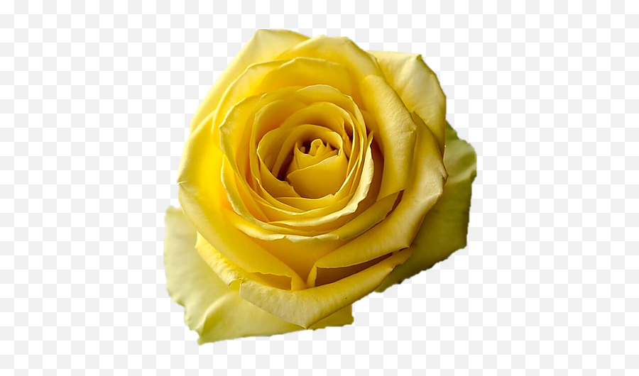 Yellow Roses - Floribunda Png,Yellow Roses Png