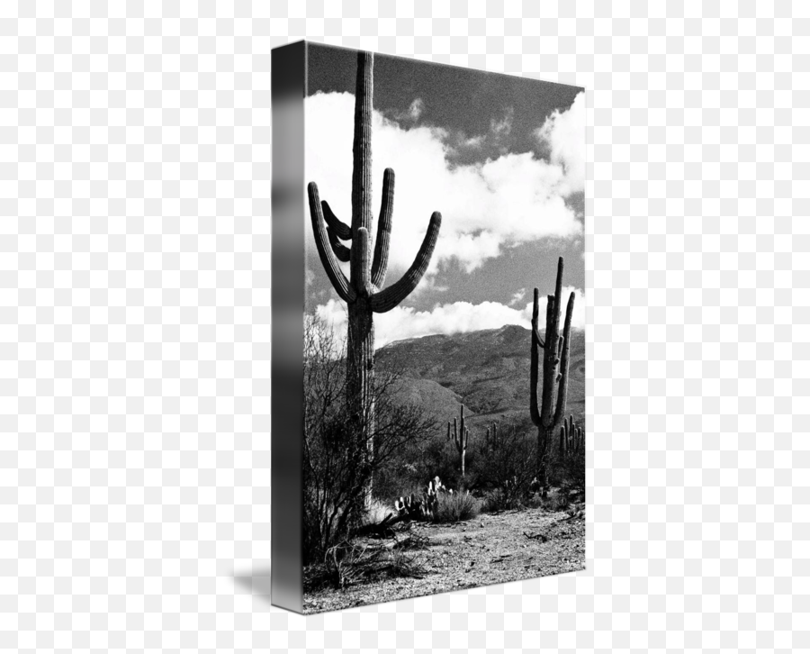 Saguaro Cactus In Sonoran Desert By Bo Mackison - Chaparral Png,Tumblr Cactus Png