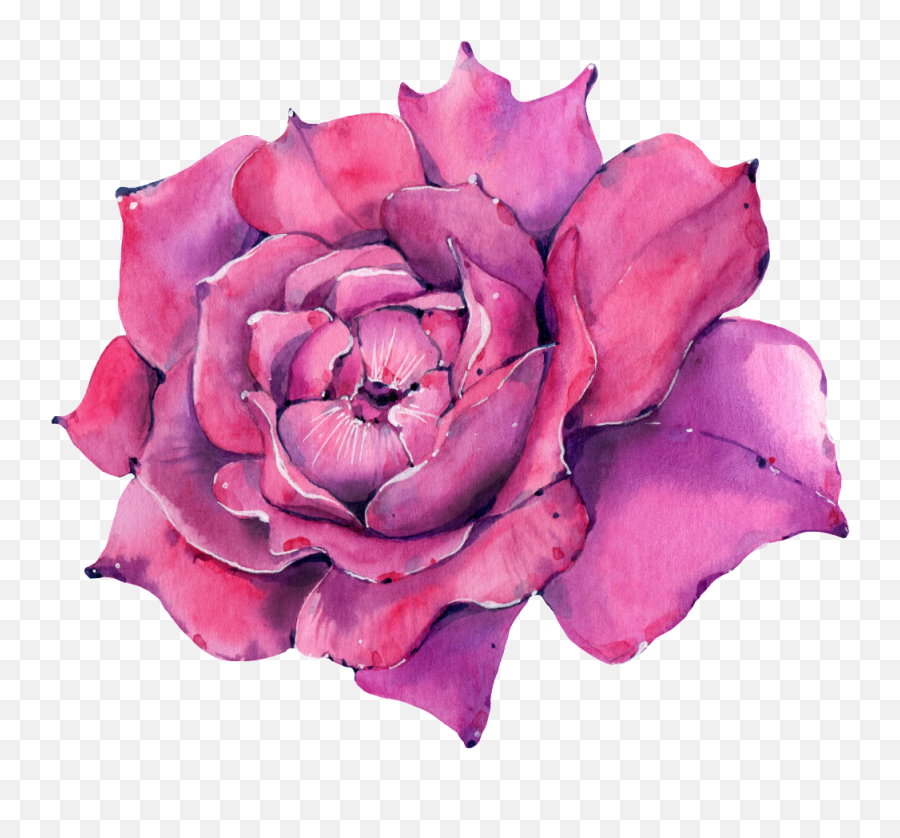 Download Hd This Graphics Is A Rose Png Transparent About - Lovely,Watercolor Rose Png