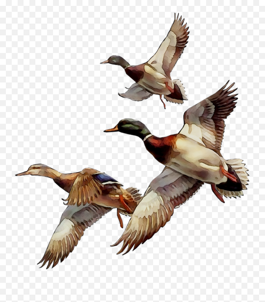 Mallard Bird Duck Goose Gif - Png Download 11061211 Mallard Png,Duck Transparent Background