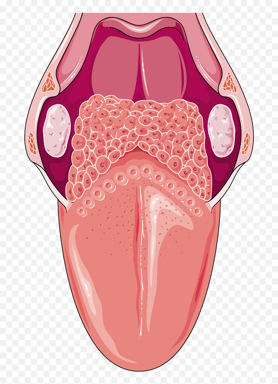 Human Tongue Png Picture - Does The Whole Tongue Look Like,Tounge Png