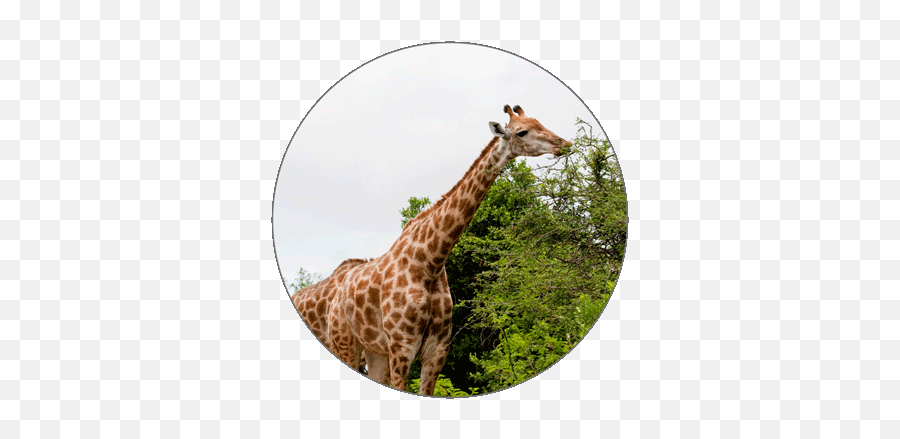 Learn German Alphabets Png Giraffe Icon