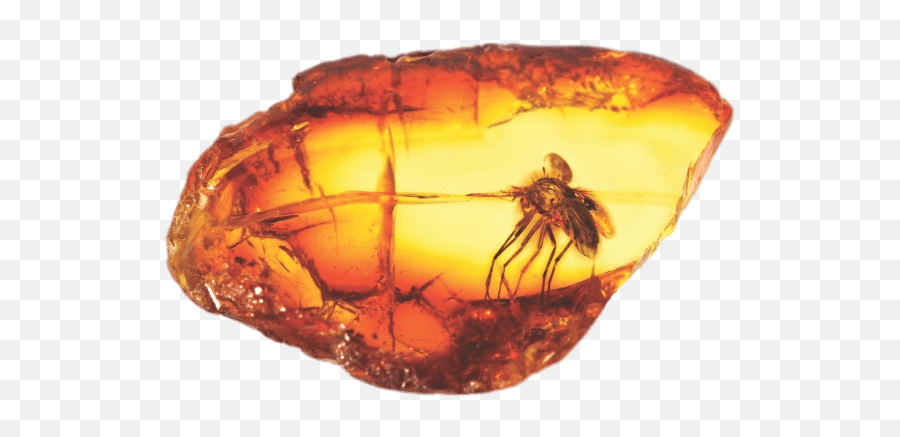 Large Mosquito Transparent Png - Insect In Amber Png,Mosquito Transparent