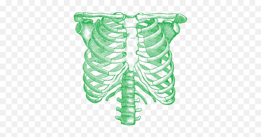 Rib Cage Png All - Rib Cage Drawing,Cage Png