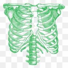 Rib Cage Png All - Rib Cage Drawing,Cage Png